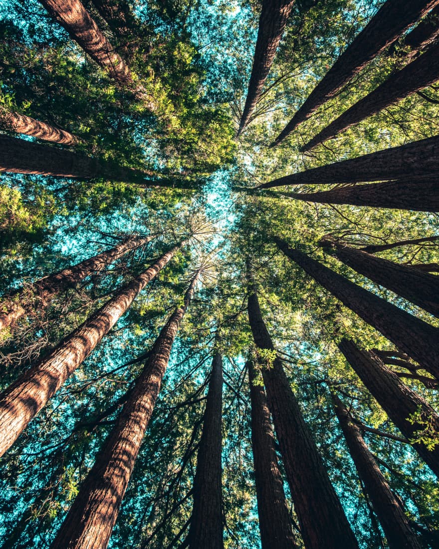 View looking up at treetops