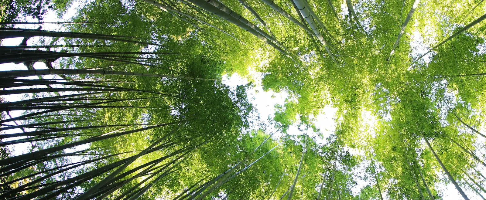 Leadership & Board Members Arbor Circle